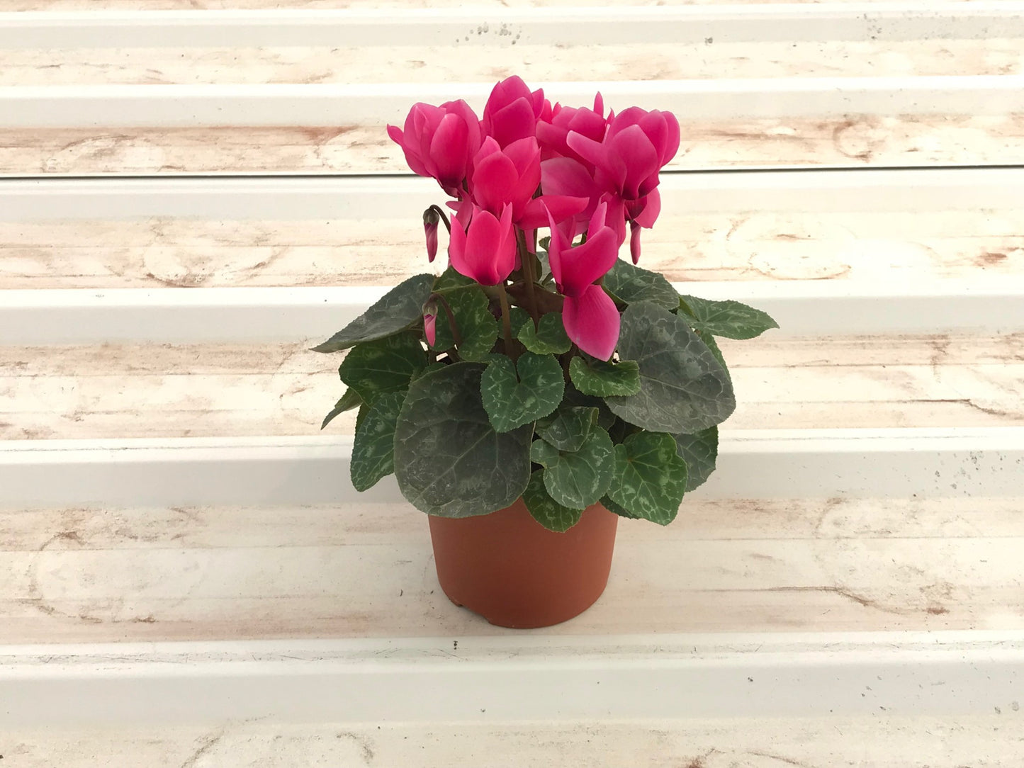 Cyclamen Plant