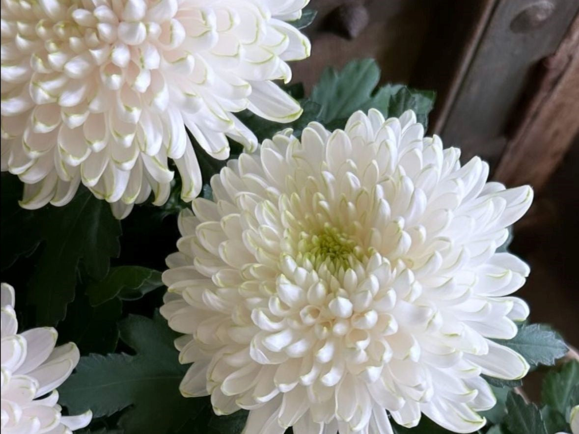 Disbud Plant