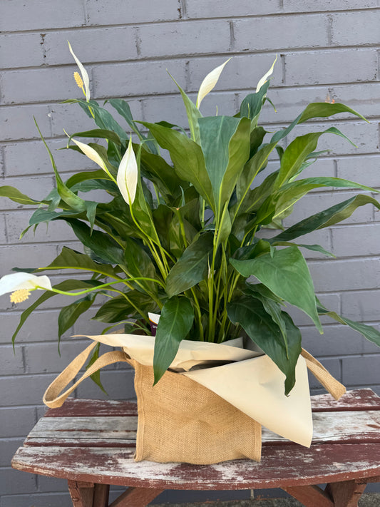 Peace Lilly