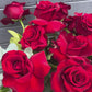Premium Dozen Red Roses